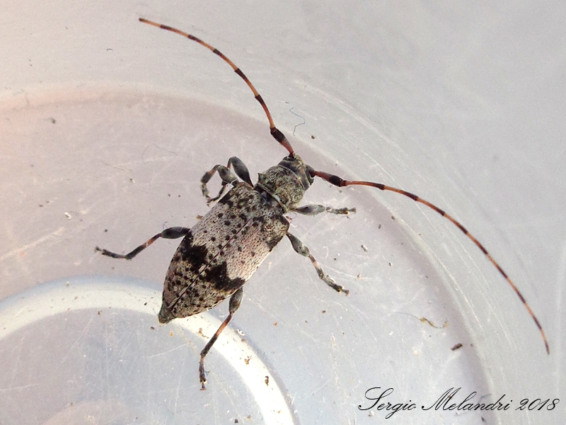 Cerambycidae: Leiopus nebulosus